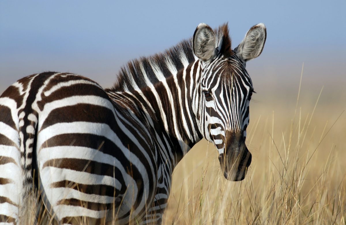 Zebra