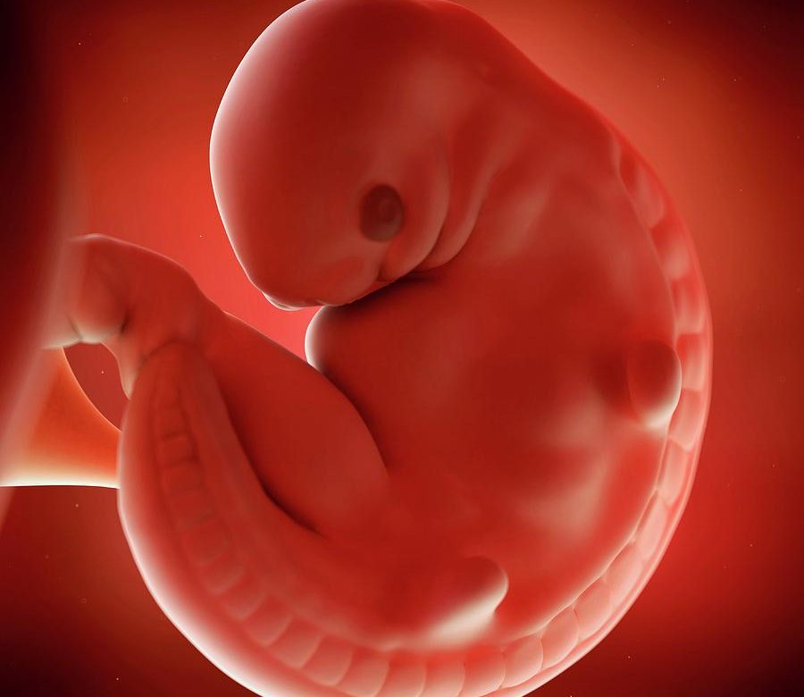 Human Embryo