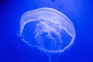 Jellyfish