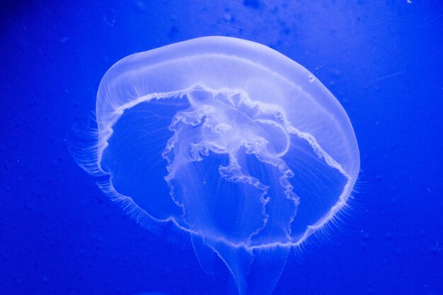 Jellyfish