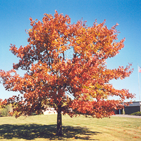Fall Foliage