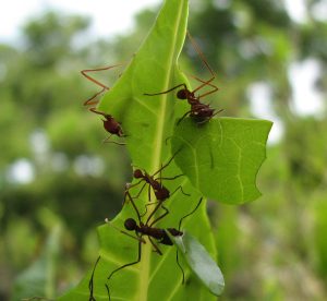 Ants in Garden