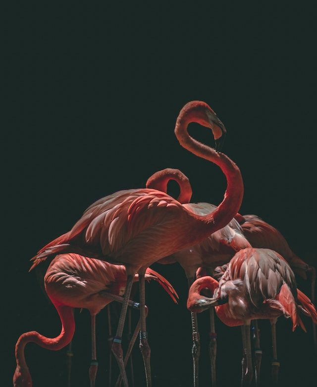 flamingo