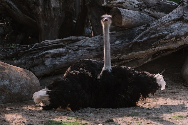 Ostrich