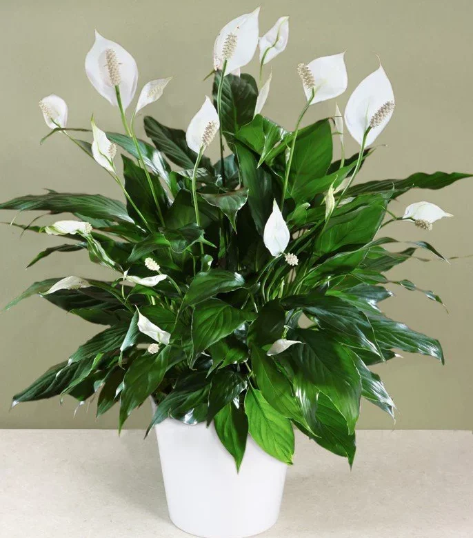 Peace Lily Plants