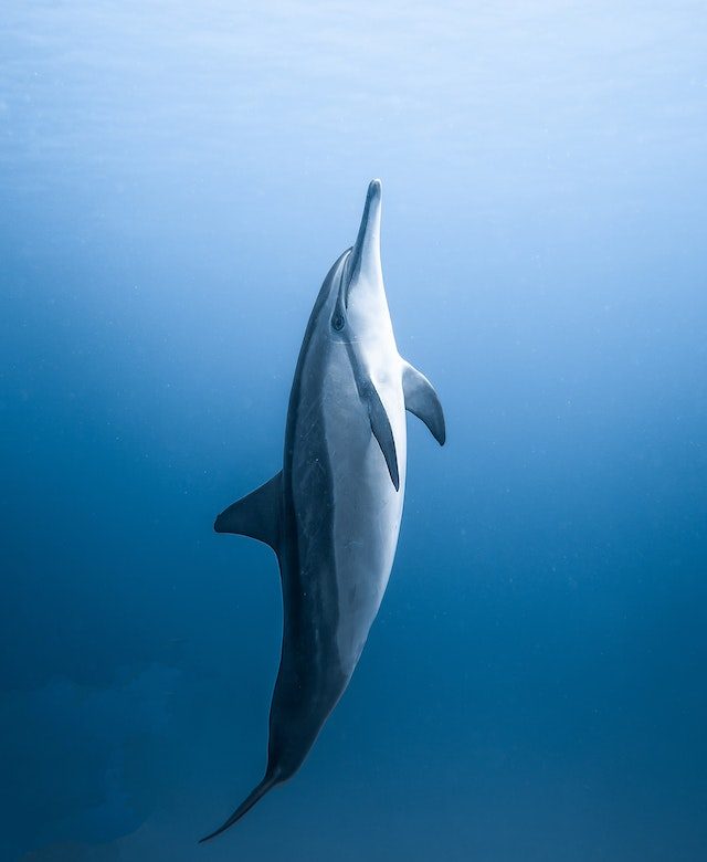 Dolphins
