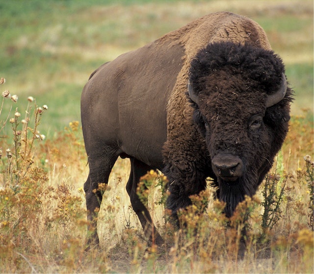 Buffalo