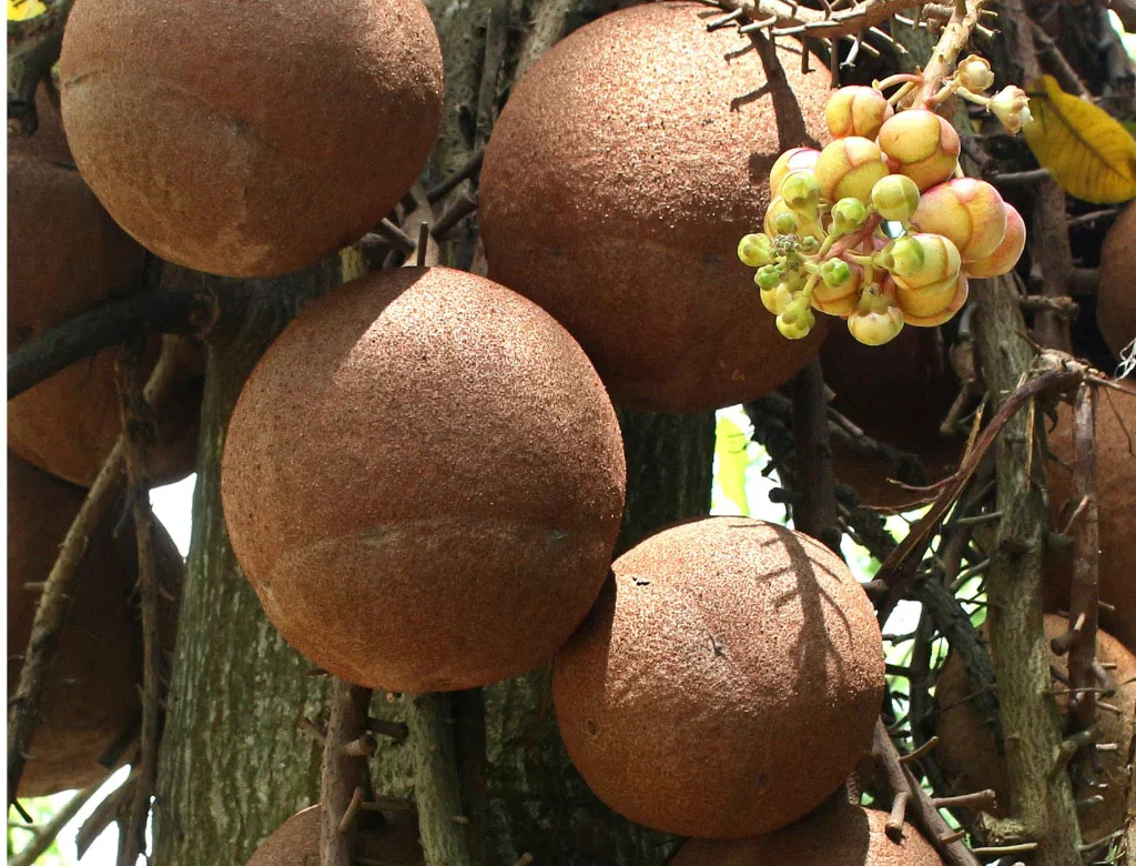 Wonders of Brazil Nuts